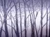pfister_waldstrukturen_15x15_01