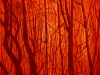pfister_waldstrukturen_15x15_06